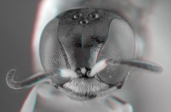 Media type: image;   Entomology 602991 Aspect: head 3D